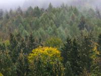 Herbstlicher Laubbaum im wolkenverhangenen Nadelwald